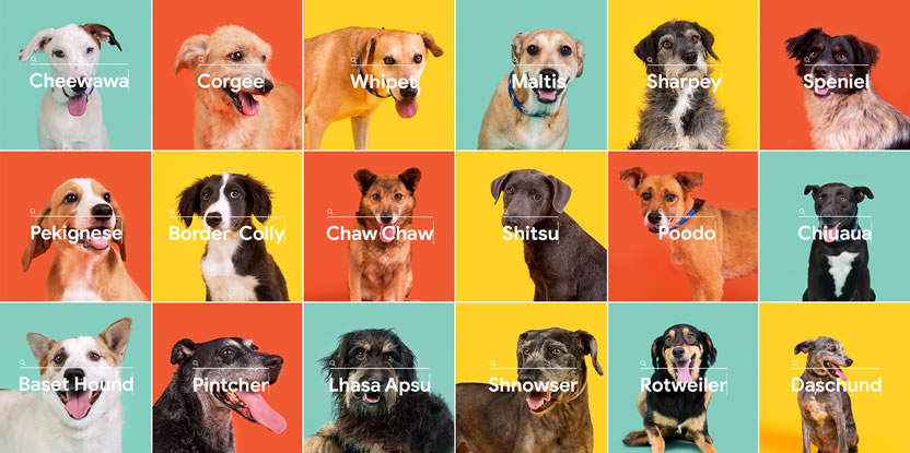J. Walter Thompson Brasil impulsa la adopción de perros con faltas ortográficas