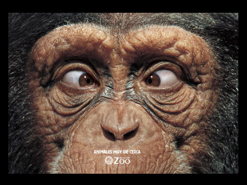 chimpance_zoo_ojo05.jpg