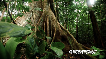 Repense estrena campaña para Greenpeace alertando sobre deforestación de la Amazonia