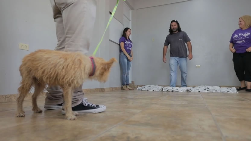 Grey Puerto Rico y Rabito Kontento promueven la adopción de mascotas