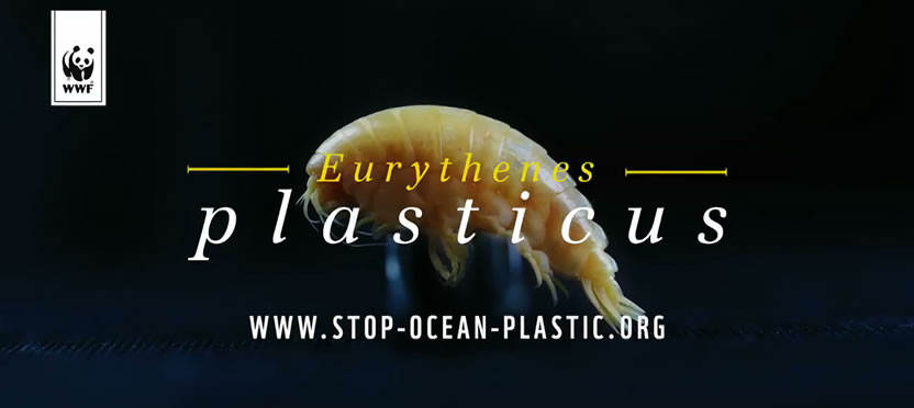 Eurythenes Plasticus: el mensaje de BBDO y WWF contra la contaminación en los océanos