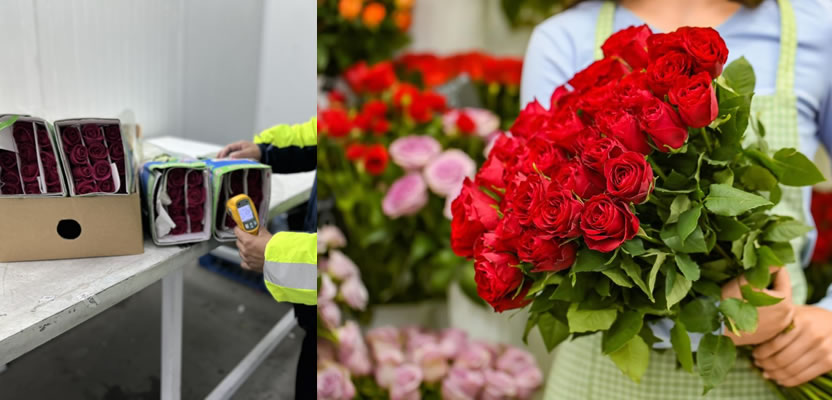 Kuehne+Nagel: San Valentín, época clave del crecimiento de la industria floral de la región