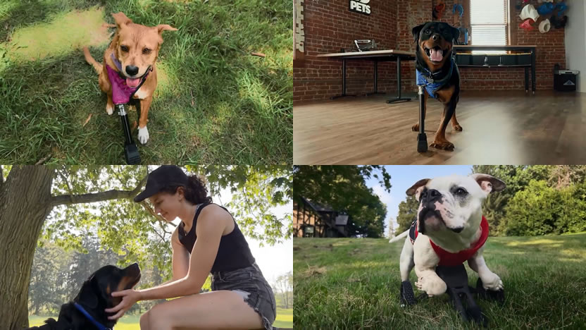 Apple emociona con film sobre cómo los smartphones pueden ayudar a los animales
