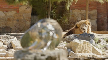 El Zoo de Lisboa junto a Havas expone el único León ganado en Cannes por Portugal 